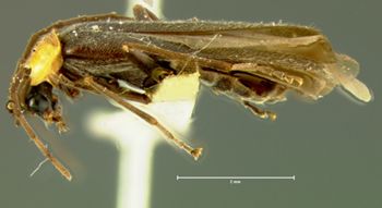 Media type: image;   Entomology 3402 Aspect: habitus lateral view